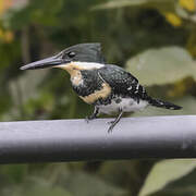 Green Kingfisher