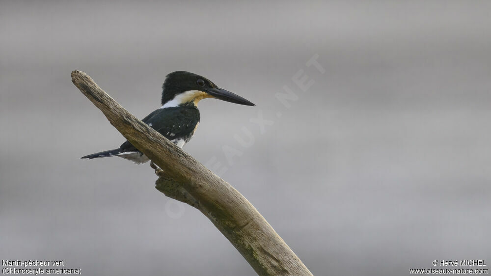 Green Kingfisher female