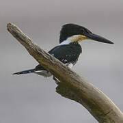 Green Kingfisher