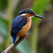 Malagasy Kingfisher