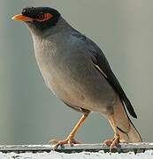 Bank Myna