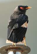 Bank Myna