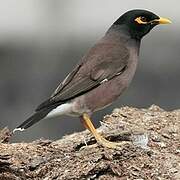 Common Myna