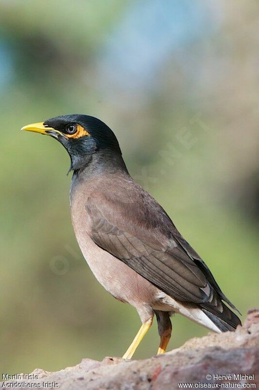 Common Mynaadult breeding