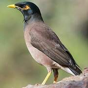 Common Myna