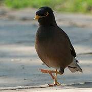 Common Myna