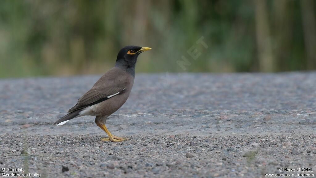Common Mynaadult