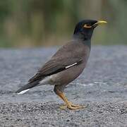 Common Myna