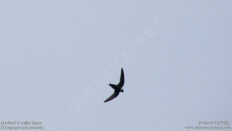 White-collared Swift