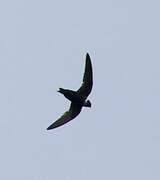 White-collared Swift