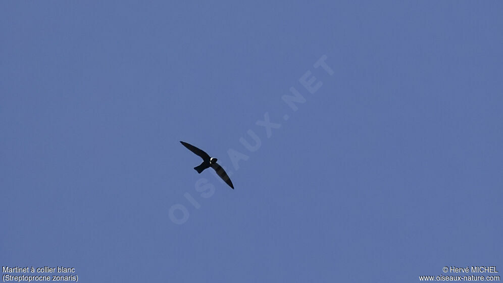 White-collared Swift