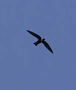 White-collared Swift