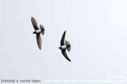 Alpine Swift adult breeding