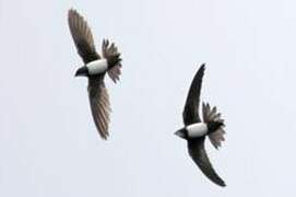 Alpine Swift