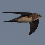 Alpine Swift