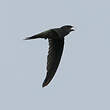 Martinet batassia