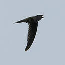 Martinet batassia