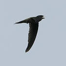 Martinet batassia