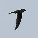 Martinet batassia