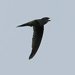 Martinet batassia