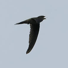 Martinet batassia