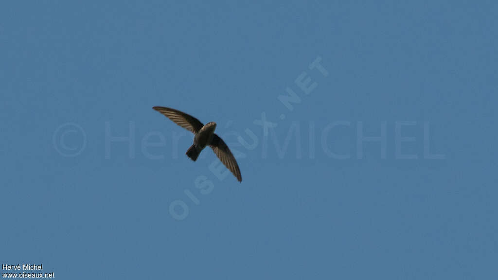 Lesser Antillean Swift, identification