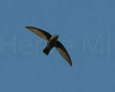 Lesser Antillean Swift