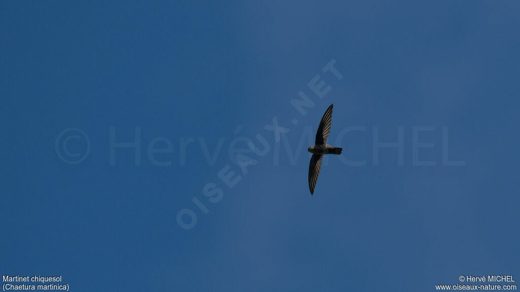 Lesser Antillean Swift