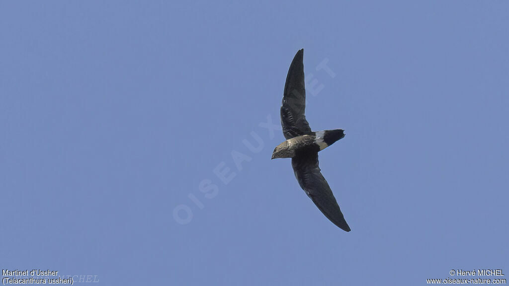 Mottled Spinetail