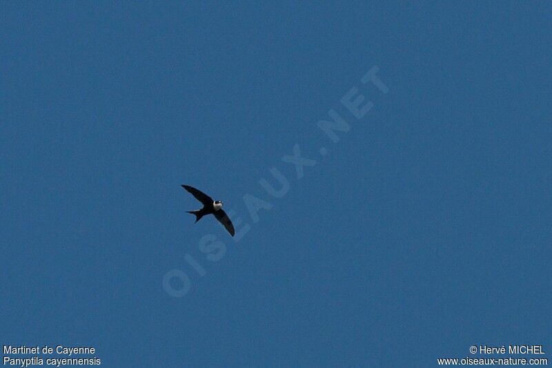 Lesser Swallow-tailed Swiftadult, Flight