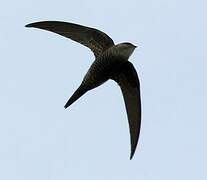 Pacific Swift