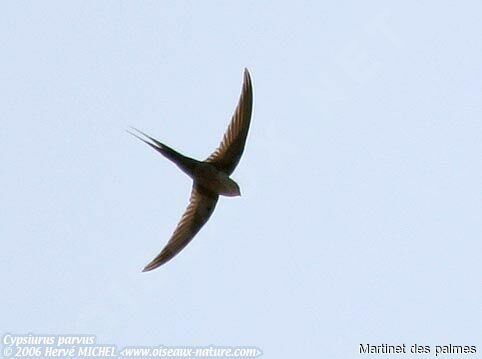 African Palm Swift