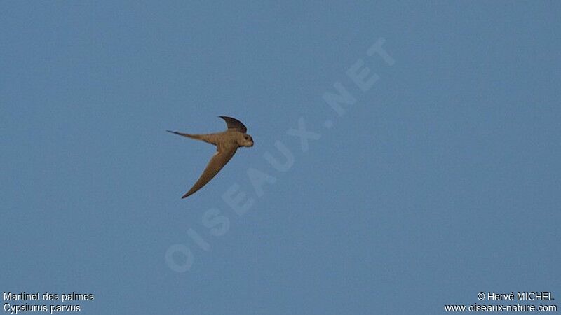 African Palm Swiftadult