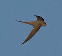 African Palm Swift