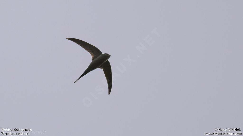 African Palm Swift