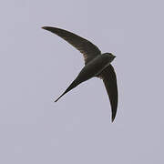 African Palm Swift