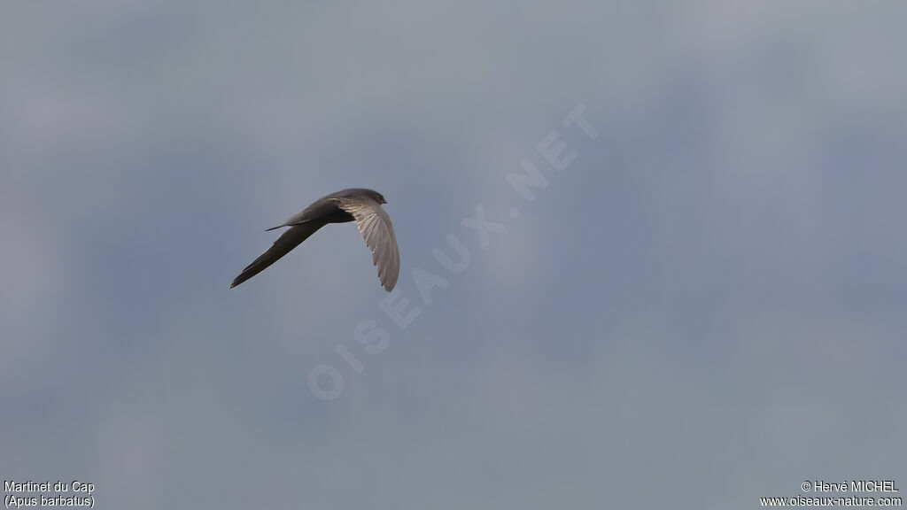 Martinet du Cap