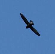 Brown-backed Needletail