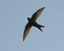 Mottled Swift