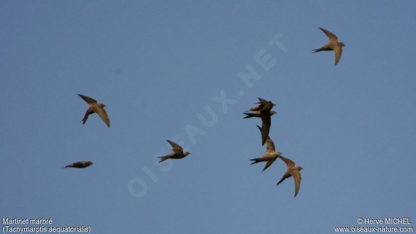 Mottled Swift