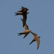 Mottled Swift