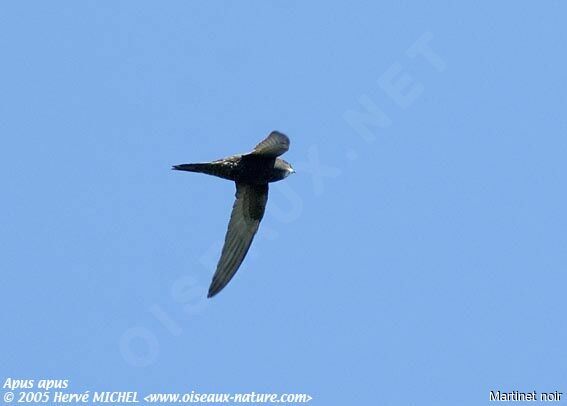 Common Swift