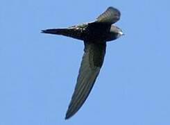 Common Swift