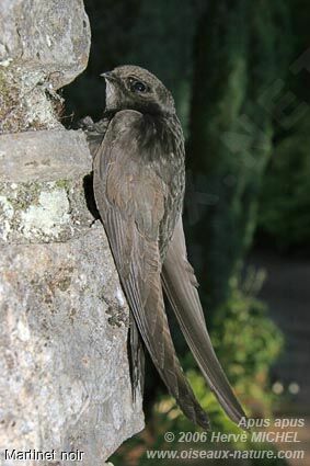 Common Swiftadult, identification