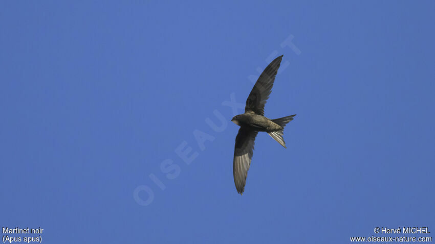 Common Swift