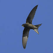 Common Swift