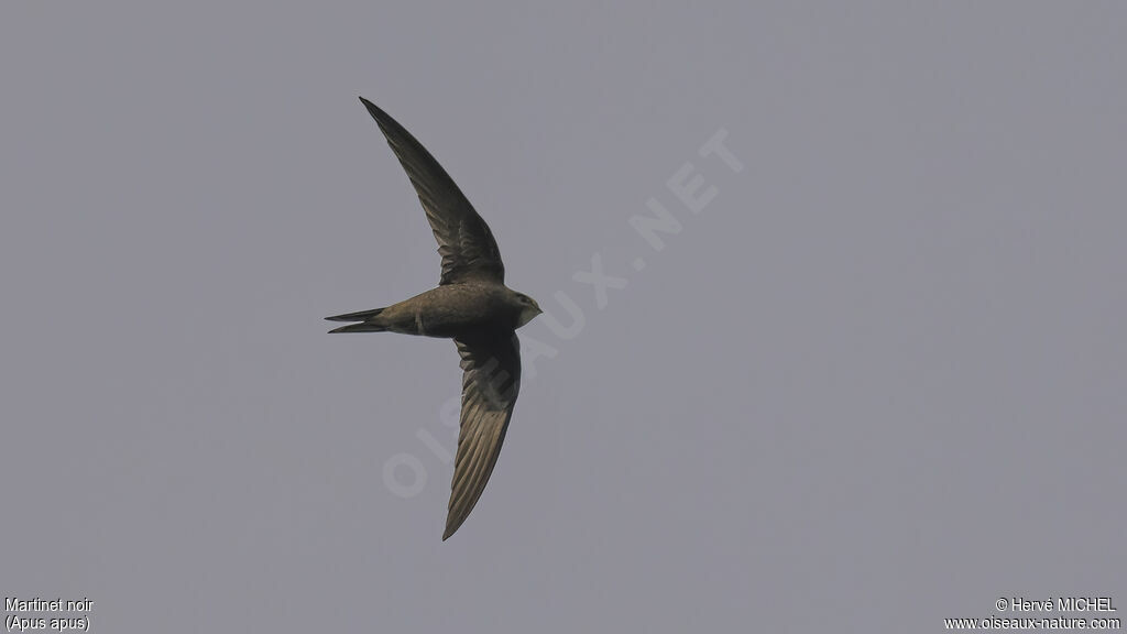 Common Swift