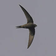 Common Swift