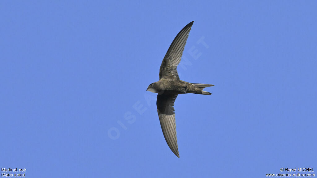 Common Swift