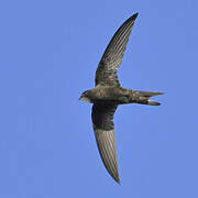 Common Swift